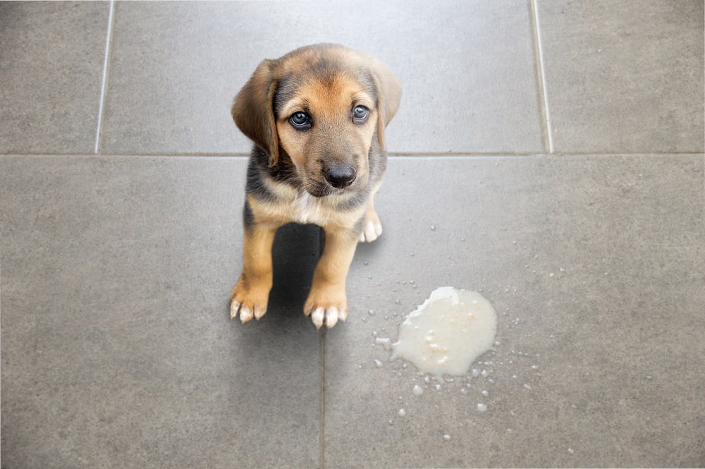 Comment soulager un chien qui vomit : causes, traitements et conseils pour son bien-être